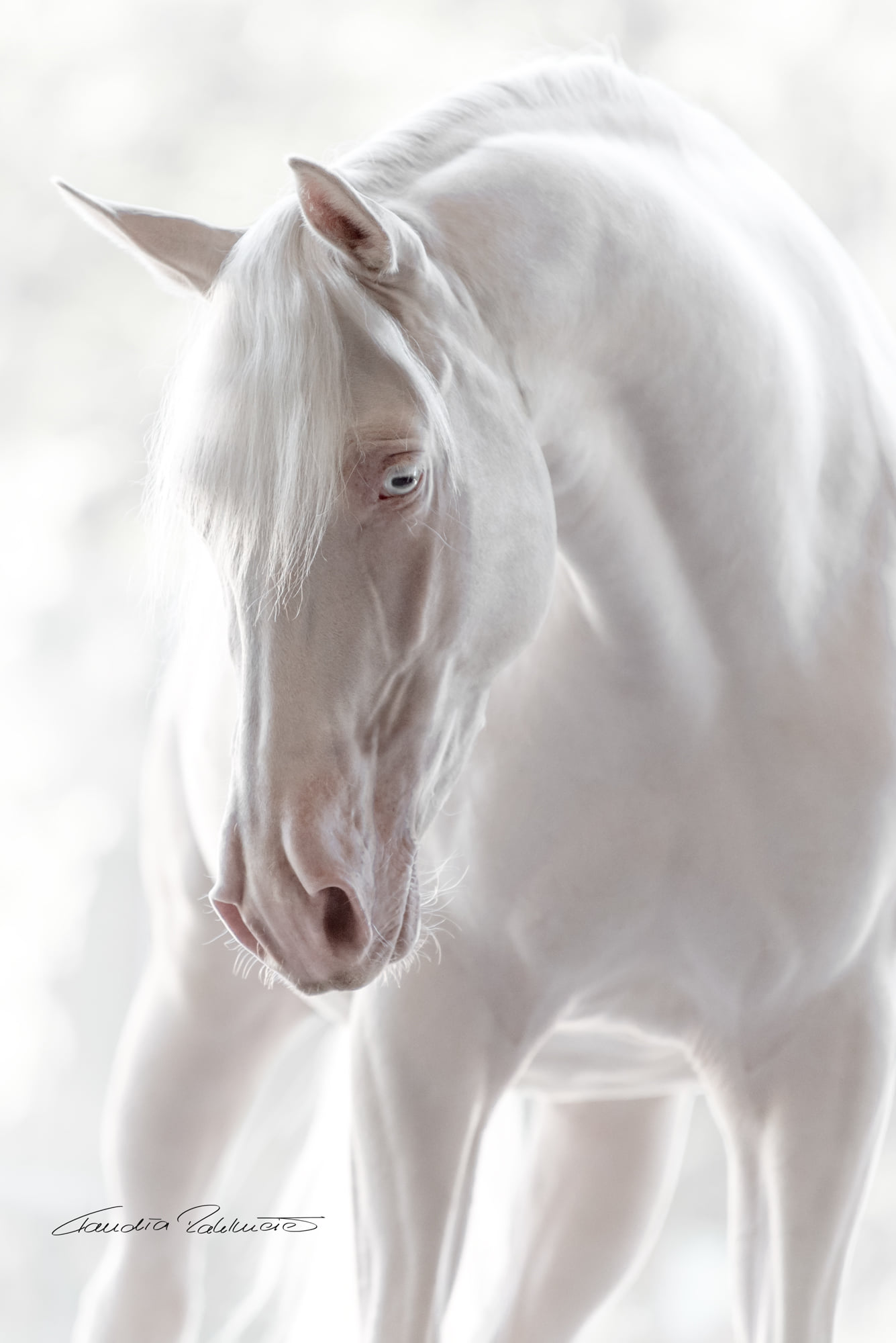 @Claudia Rahlmeier - Equine Photography